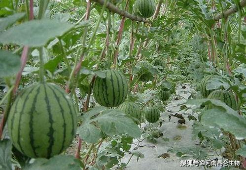 仅供参考理智吃瓜,仅供参考，揭秘网络舆论背后的真相