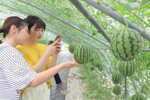 牧南吃瓜网站入口,带你领略网络娱乐新天地