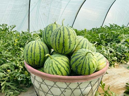 神速吃瓜,揭秘娱乐圈最新热点事件