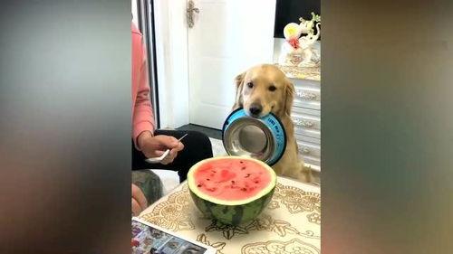 狗叼着盆吃瓜,萌态十足引网友热议