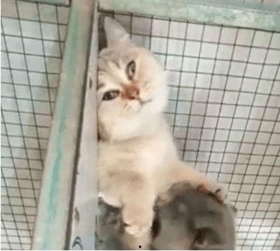 蓝猫吃瓜群众,揭秘网络舆论场的趣味与真相