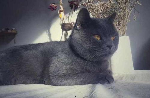 蓝猫吃瓜群众,揭秘网络舆论场的趣味与真相