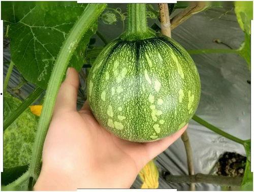 小阿红吃瓜,揭秘娱乐圈那些不为人知的幕后故事