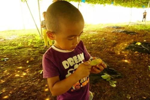 猴娃吃瓜,揭秘热带雨林中的神秘食客