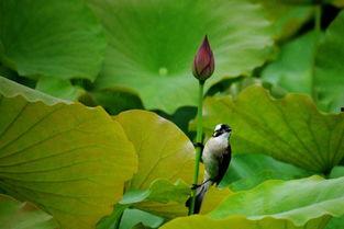 吃瓜的风车,揭秘瓜田里的那些事儿