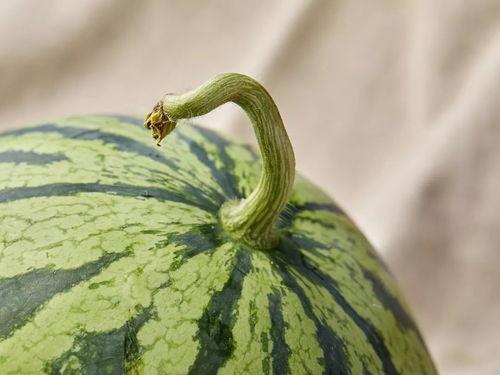 只吃半个瓜,探寻只尝一半的美食奥秘