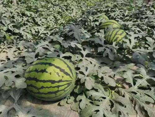 寿光西城吃瓜图片