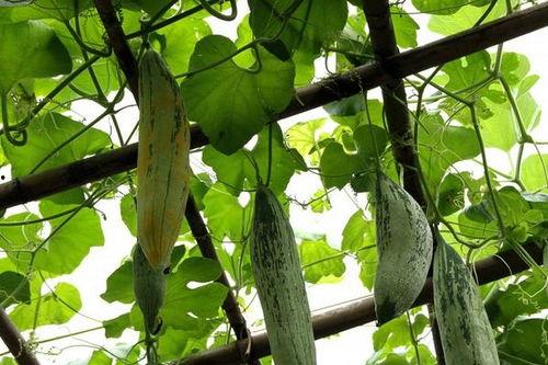 吃瓜老鼠土豆,揭秘美食背后的趣味故事