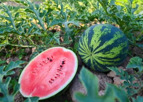 志奇吃瓜,揭秘娱乐圈背后的那些事儿