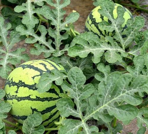 天津融媒体吃瓜,揭秘吃瓜群众的网络狂欢