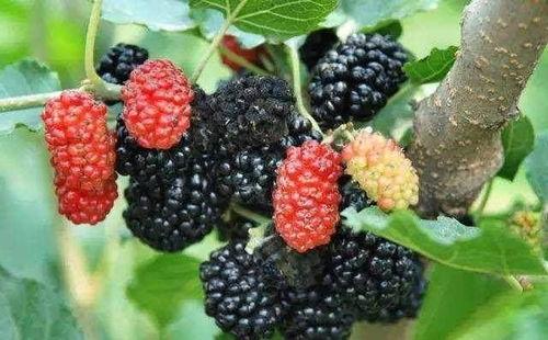 梦见吃瓜和桑葚