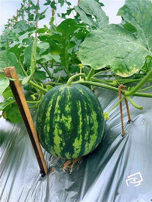 海家吃瓜,揭秘娱乐圈幕后故事