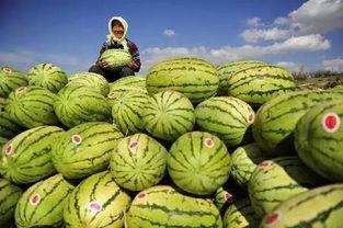 泰国砂楚吃瓜,揭秘热带风情下的神秘瓜果传奇