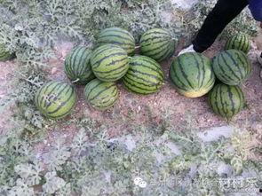 泰国砂楚吃瓜,揭秘热带风情下的神秘瓜果传奇