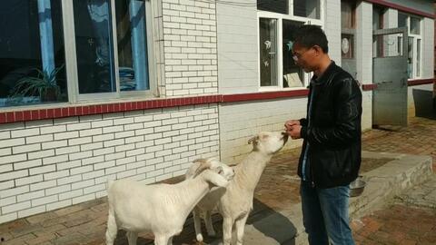 小山羊吃瓜,小山羊的夏日瓜果盛宴