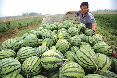 卖瓜的没瓜吃,揭示行业潜规则与诚信危机