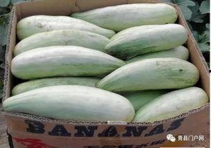 孕妇可以吃羊角脆瓜,羊角脆瓜，孕妇的甜蜜选择