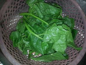 鸡吃秋瓜叶,探寻自然界的和谐共生