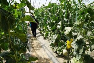 西宁的吃瓜视频,一场视觉与味蕾的双重盛宴