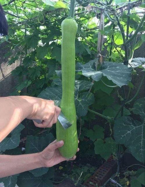 吃大砍瓜,揭秘大砍瓜的美食传奇