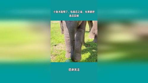 小象在线吃瓜,揭秘网络热点的趣味与真相