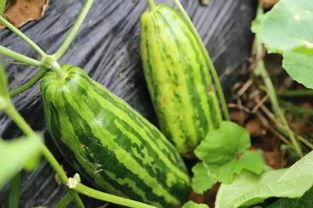 长风渡人员吃瓜,揭秘神秘人员吃瓜背后的故事