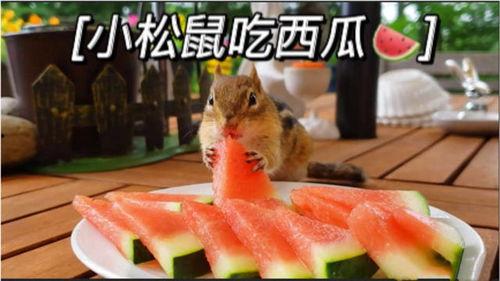 吃瓜摸头的视频,揭秘网络红人的搞笑日常