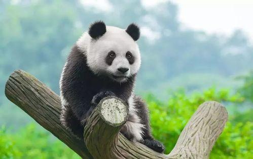 沙雕熊猫吃瓜,欢乐逗趣的搞笑瞬间