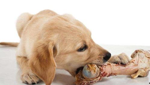 狗狗吃羊角蜜瓜,一场甜蜜的意外