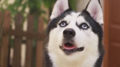 哈士奇吃瓜背锅,一场宠物界的误会大揭秘