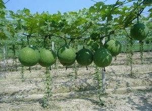 晴天吃瓜,品味夏日瓜果的甜蜜滋味