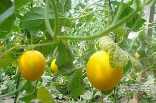 吃伊丽莎白瓜胖么,吃它真的会胖吗？