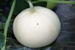 吃梨瓜烂嘴,烂嘴体验揭秘