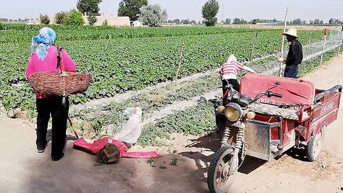 农村单身大叔吃瓜,农村单身大叔的瓜田奇遇记