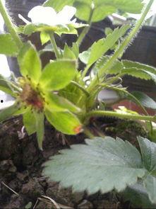 如何预防小鸟吃瓜,有效预防小鸟啄食的实用技巧