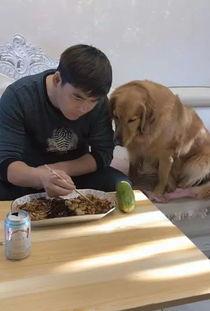 金毛吃葫芦瓜,一场味蕾与健康的奇妙之旅