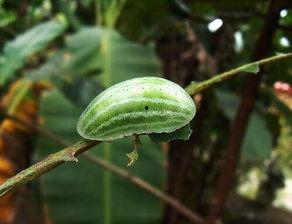 梦见摘瓜吃带别人吃,摘瓜共享，共享甜蜜的梦境之旅