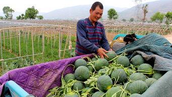 乌托邦镇吃瓜视频