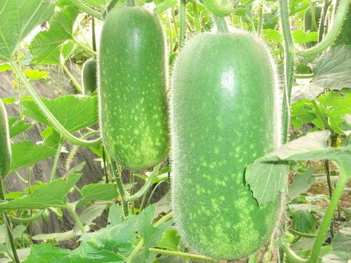 稷泽吃瓜,揭秘娱乐圈幕后故事