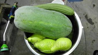 专业吃瓜能量 下载,网络热词背后的文化现象