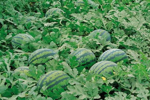 吃瓜甘农大,揭秘校园里的甜蜜生活与趣味故事