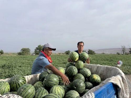 吃瓜甘农大,揭秘校园里的甜蜜生活与趣味故事