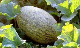 吃哈密瓜发麻,甜蜜背后的小秘密——揭秘吃哈密瓜为何会发麻