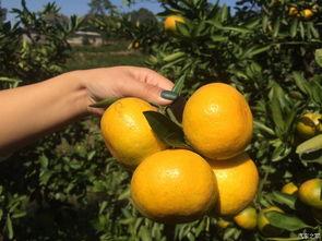 吃瓜群众橘子皮,吃瓜群众的日常趣味与生活智慧