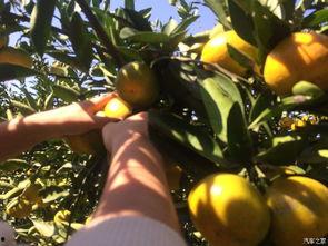 吃瓜群众橘子皮,吃瓜群众的日常趣味与生活智慧