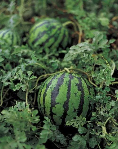 吃瓜爱吃皮,揭秘吃瓜爱好者为何独爱瓜皮