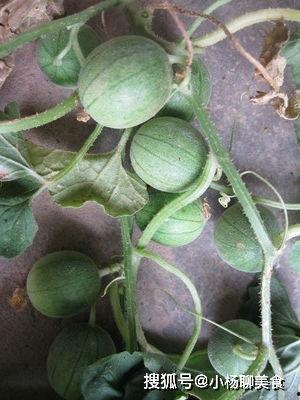 吃小瓜草,一场味蕾与自然的邂逅