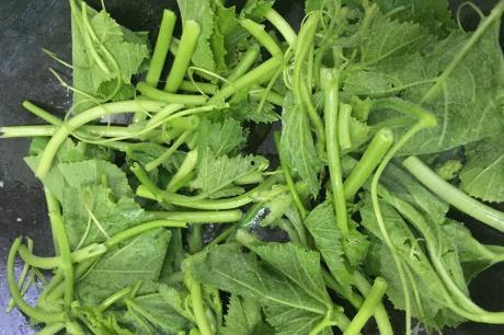 吃小瓜草,一场味蕾与自然的邂逅