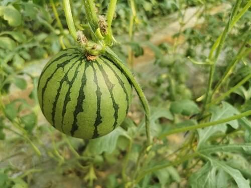 吃瓜就吃红珍珠