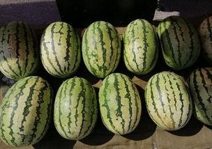 梦见买瓜还吃瓜,瓜果飘香，买瓜吃瓜的奇幻之旅